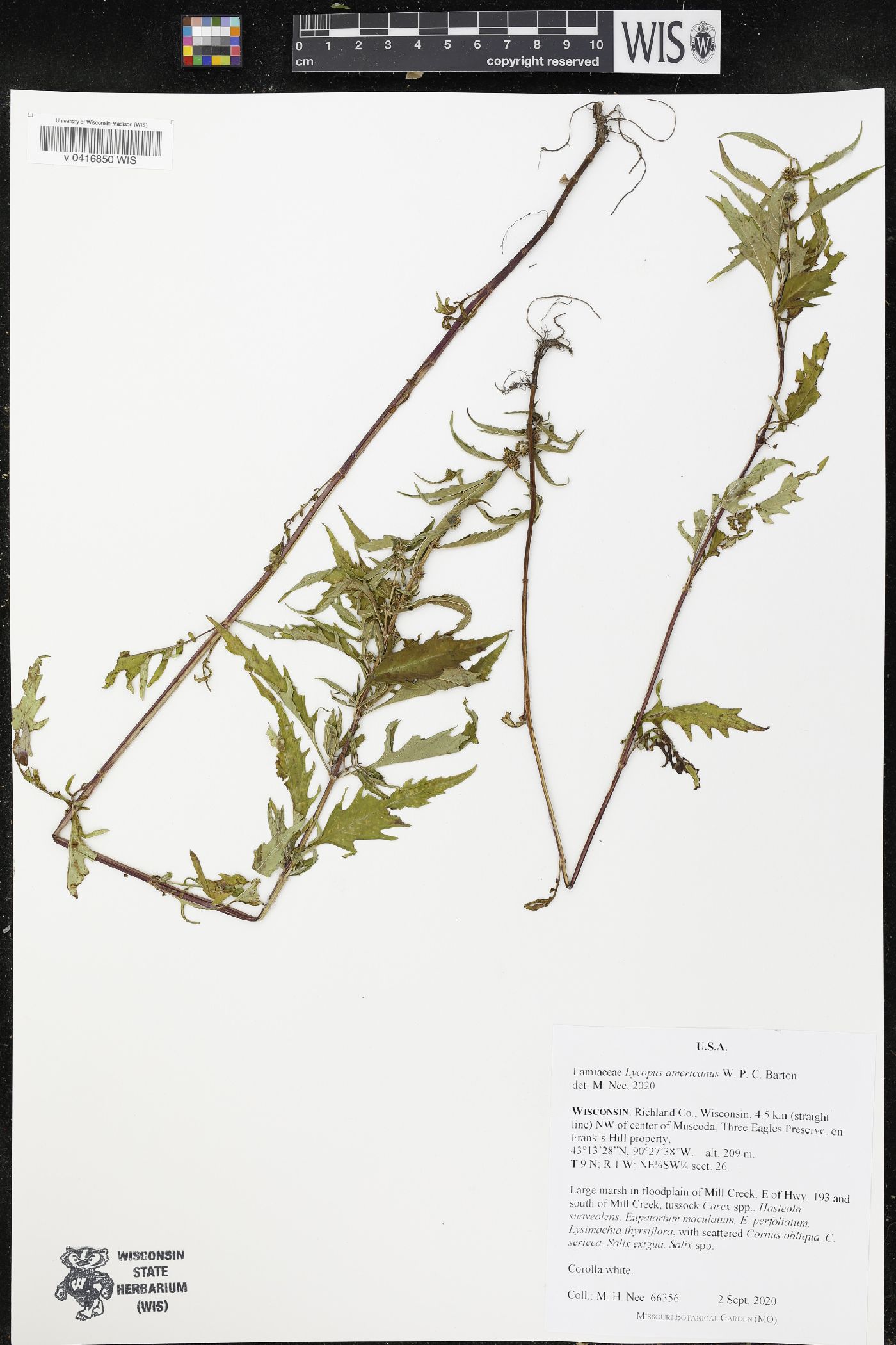 Lycopus americanus image