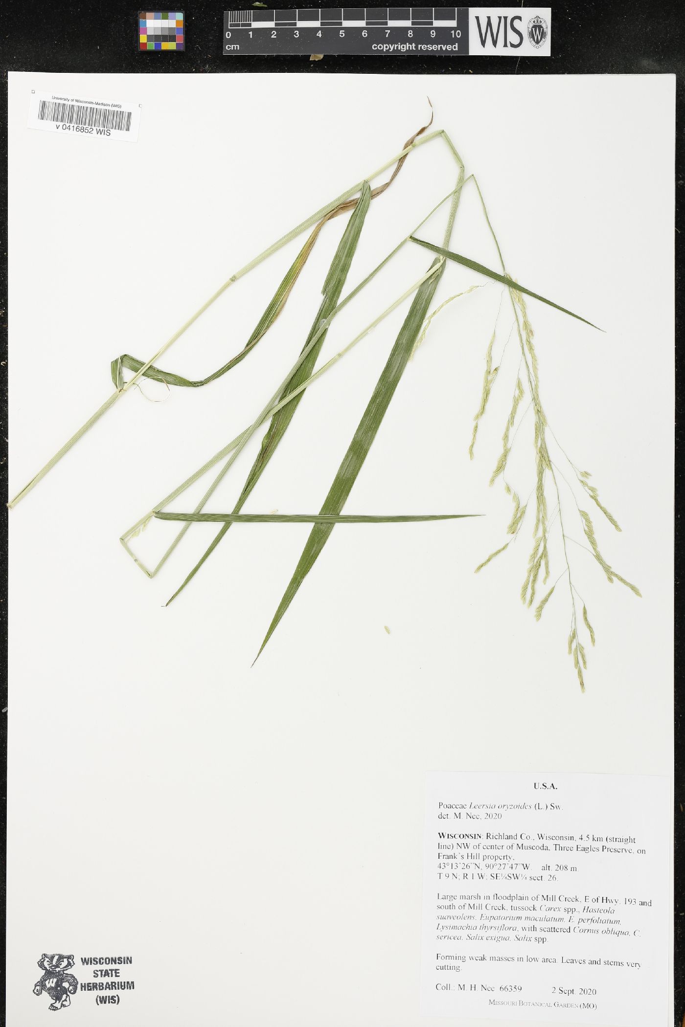 Leersia oryzoides image