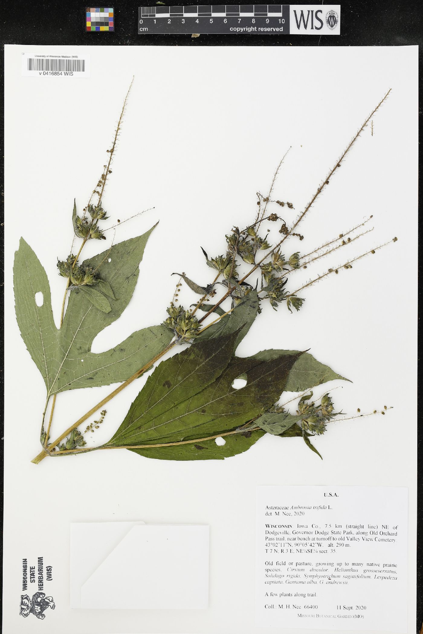 Ambrosia trifida image