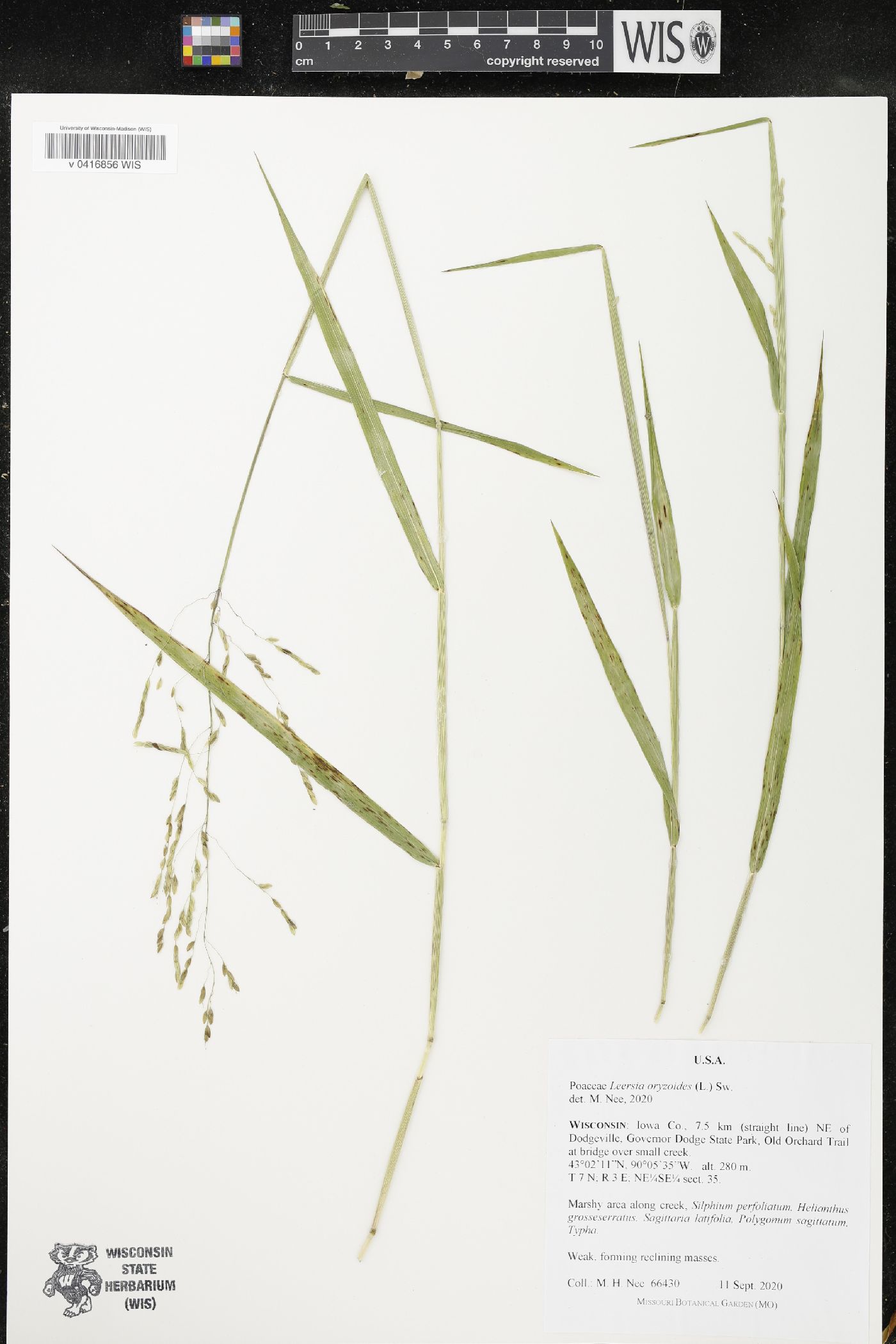 Leersia oryzoides image