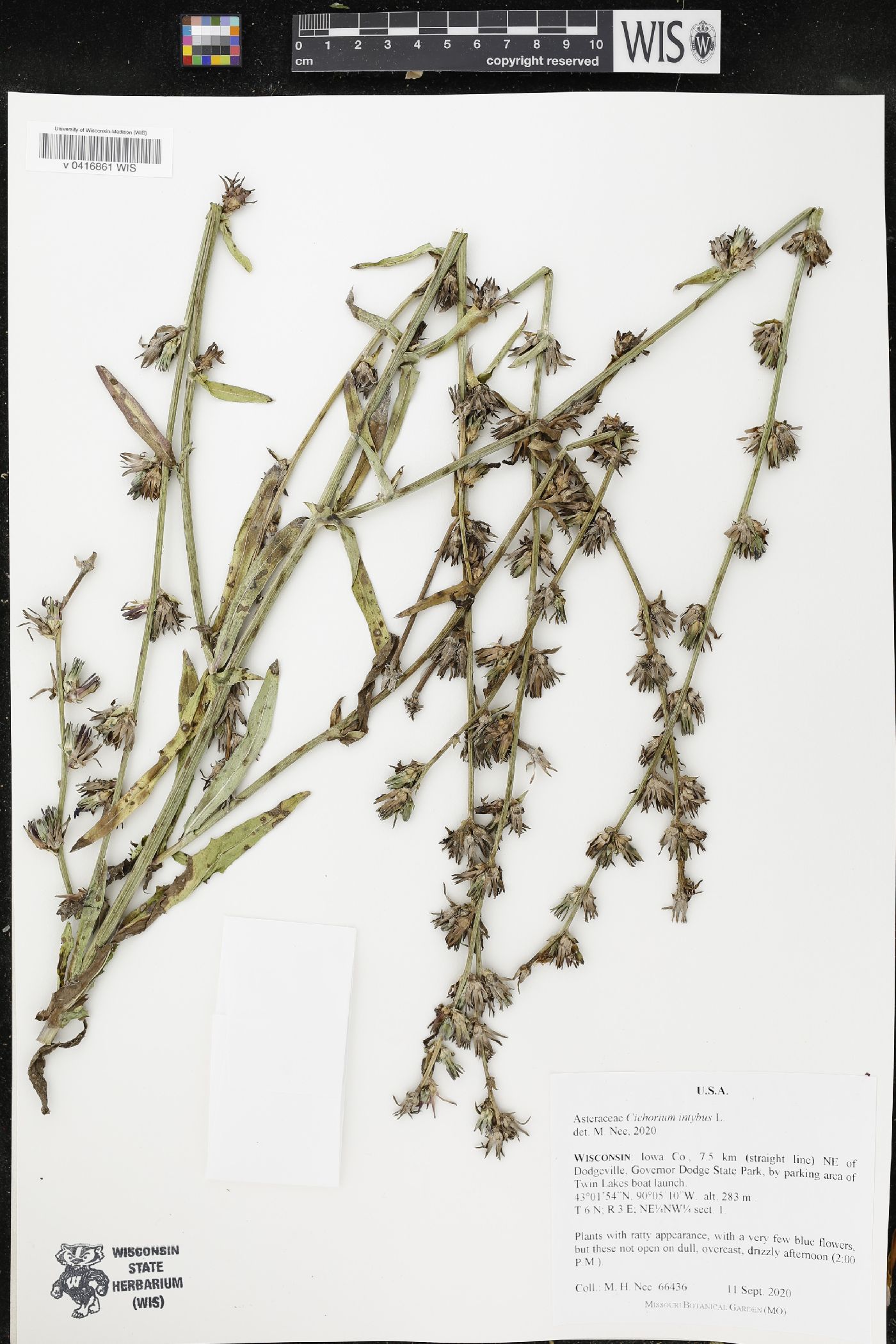Cichorium intybus image