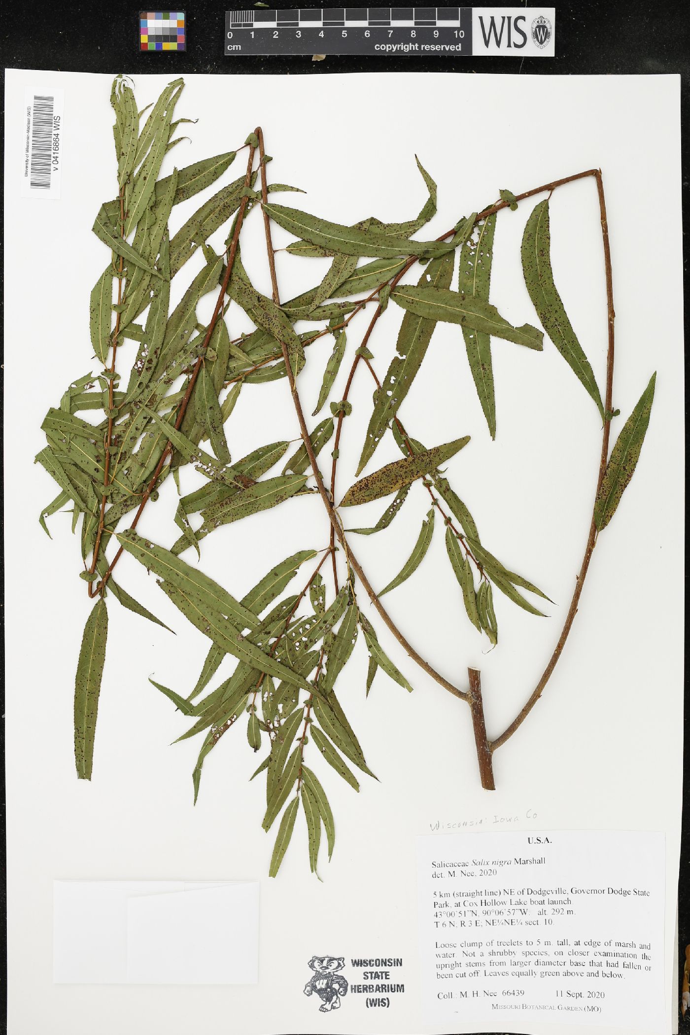 Salix nigra image