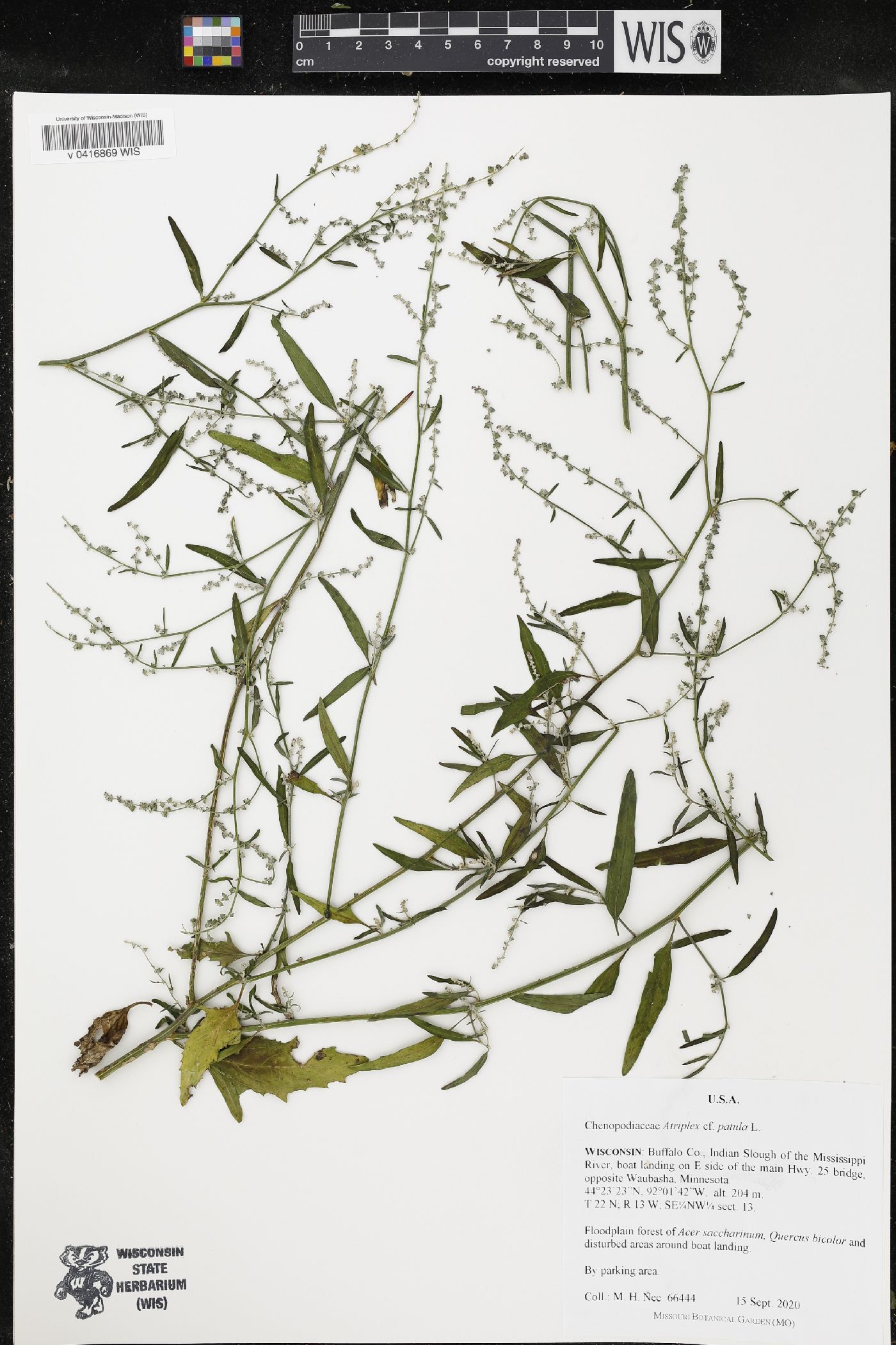 Atriplex patula image