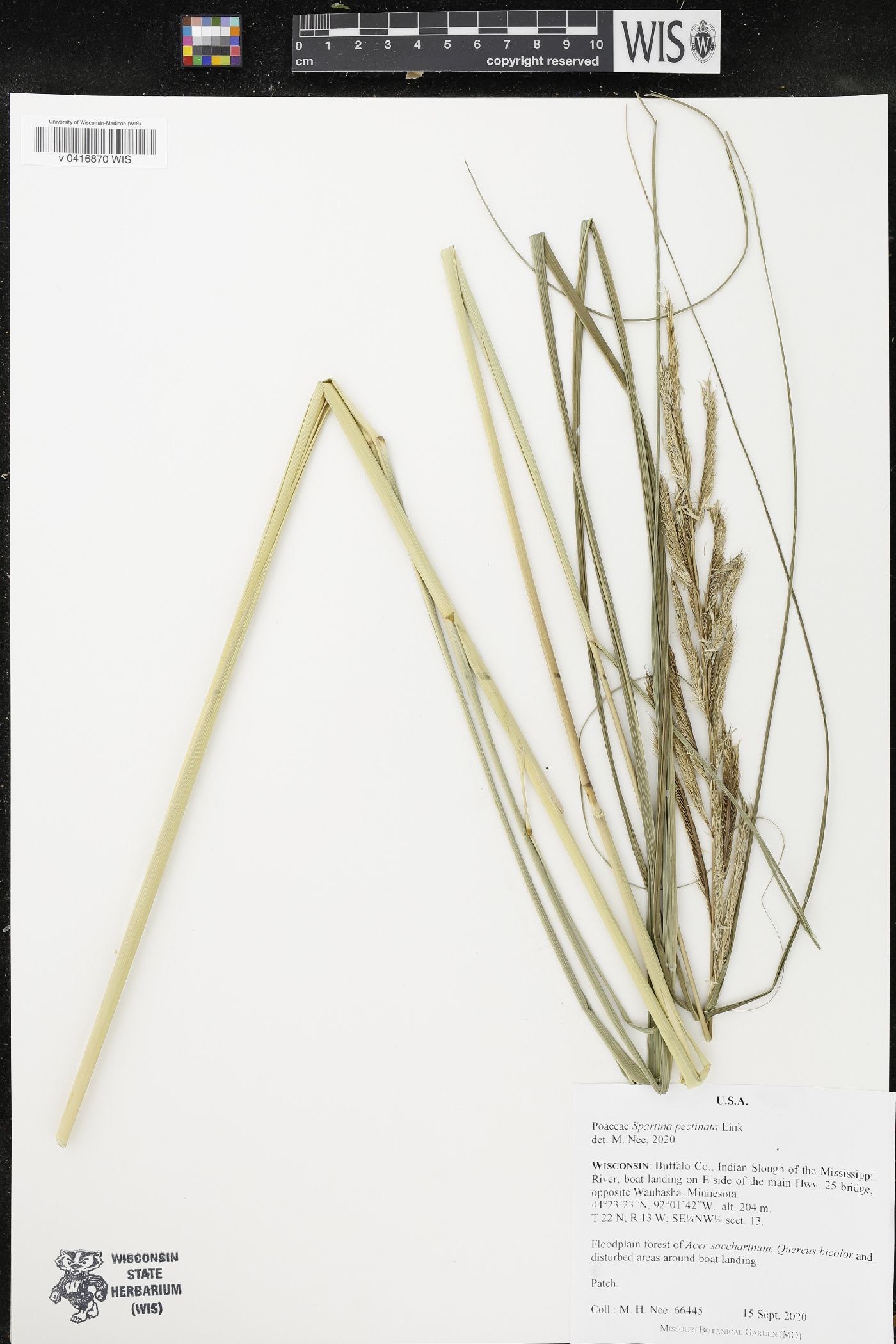 Spartina pectinata image
