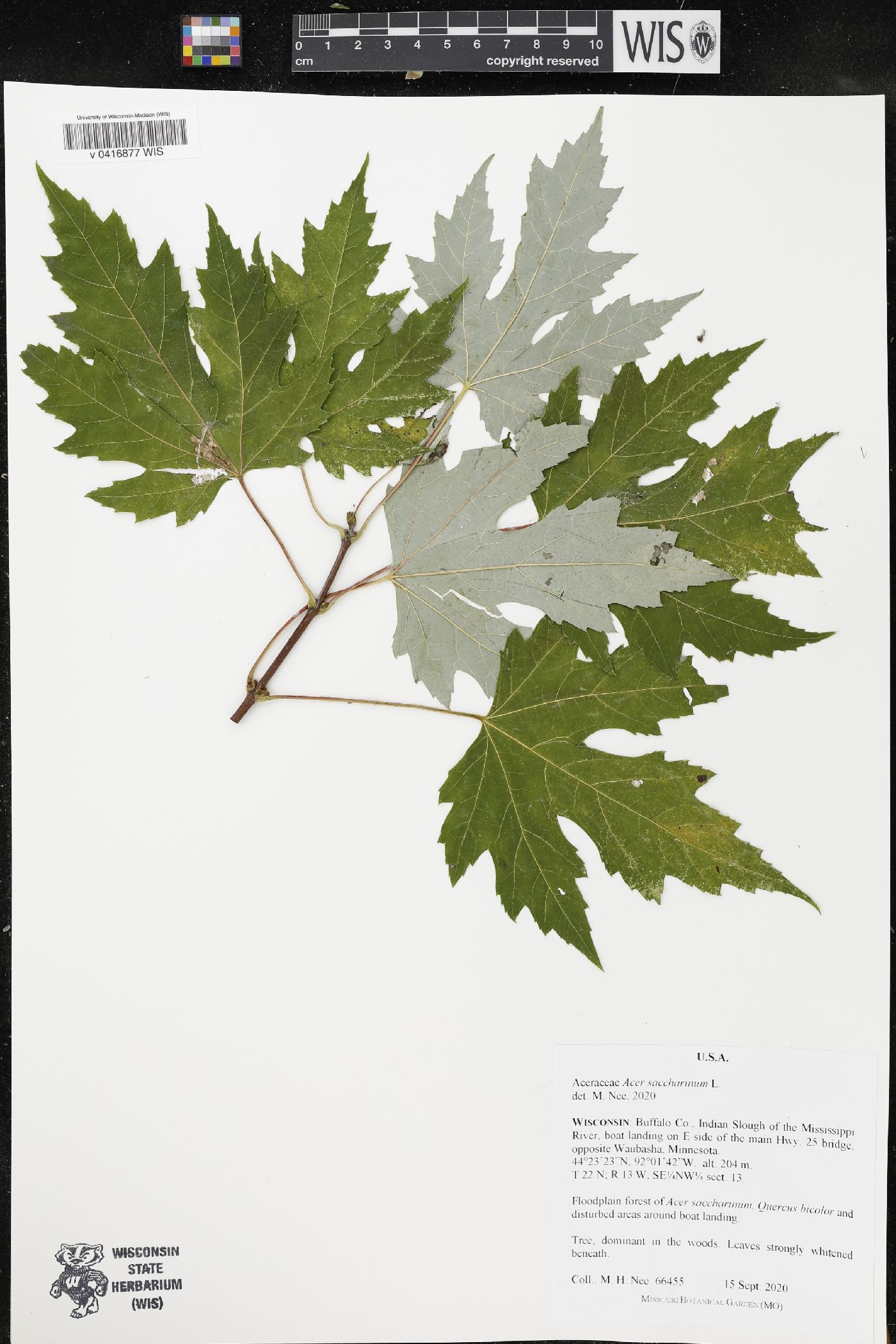 Acer saccharinum image