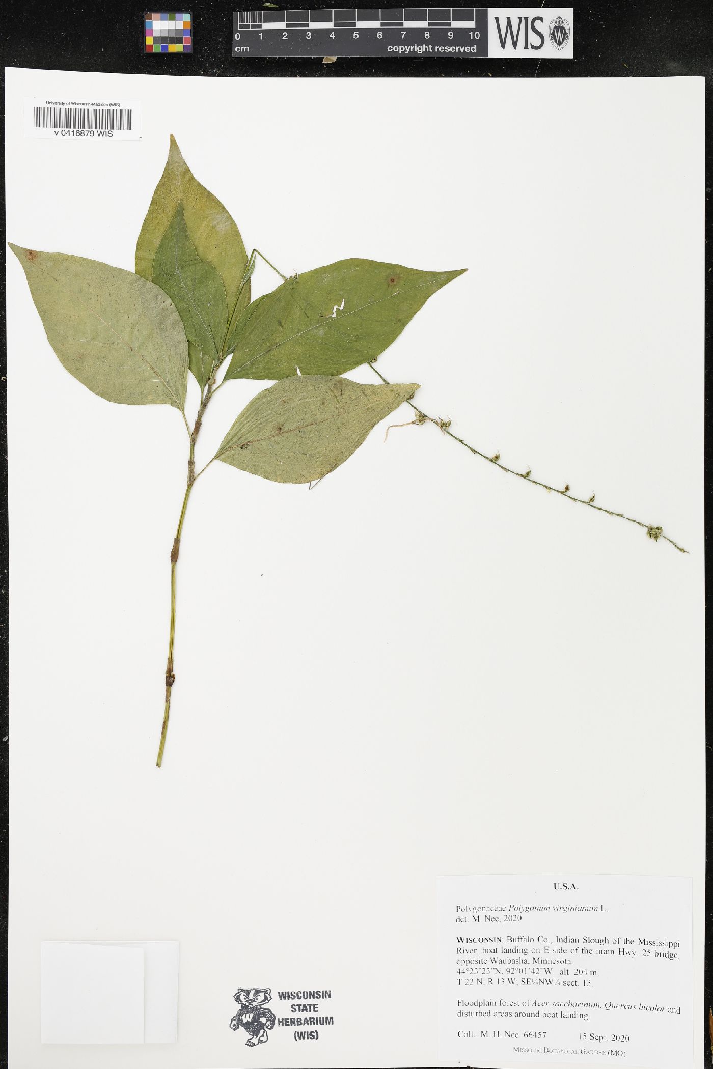 Persicaria virginiana image