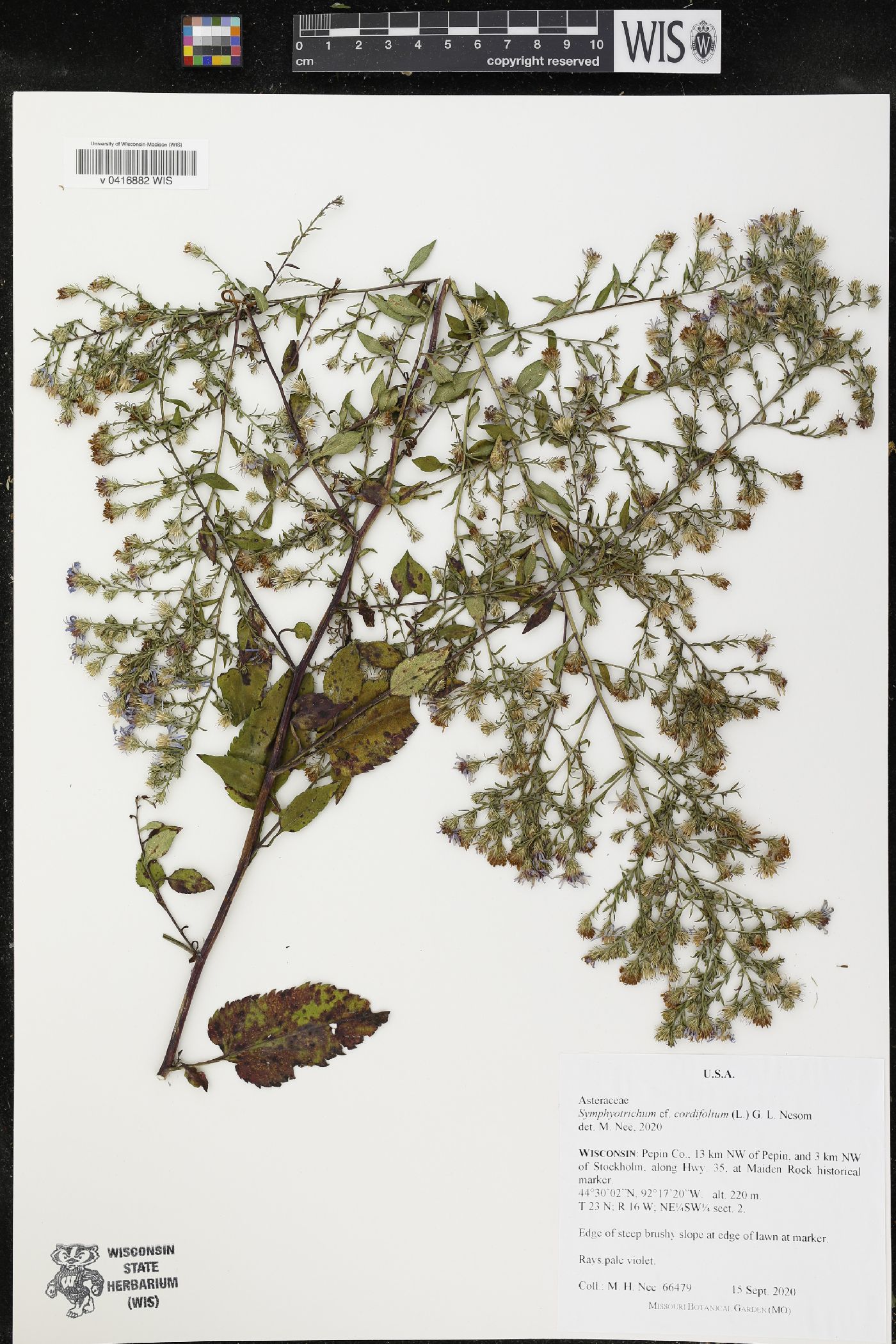 Symphyotrichum cordifolium image