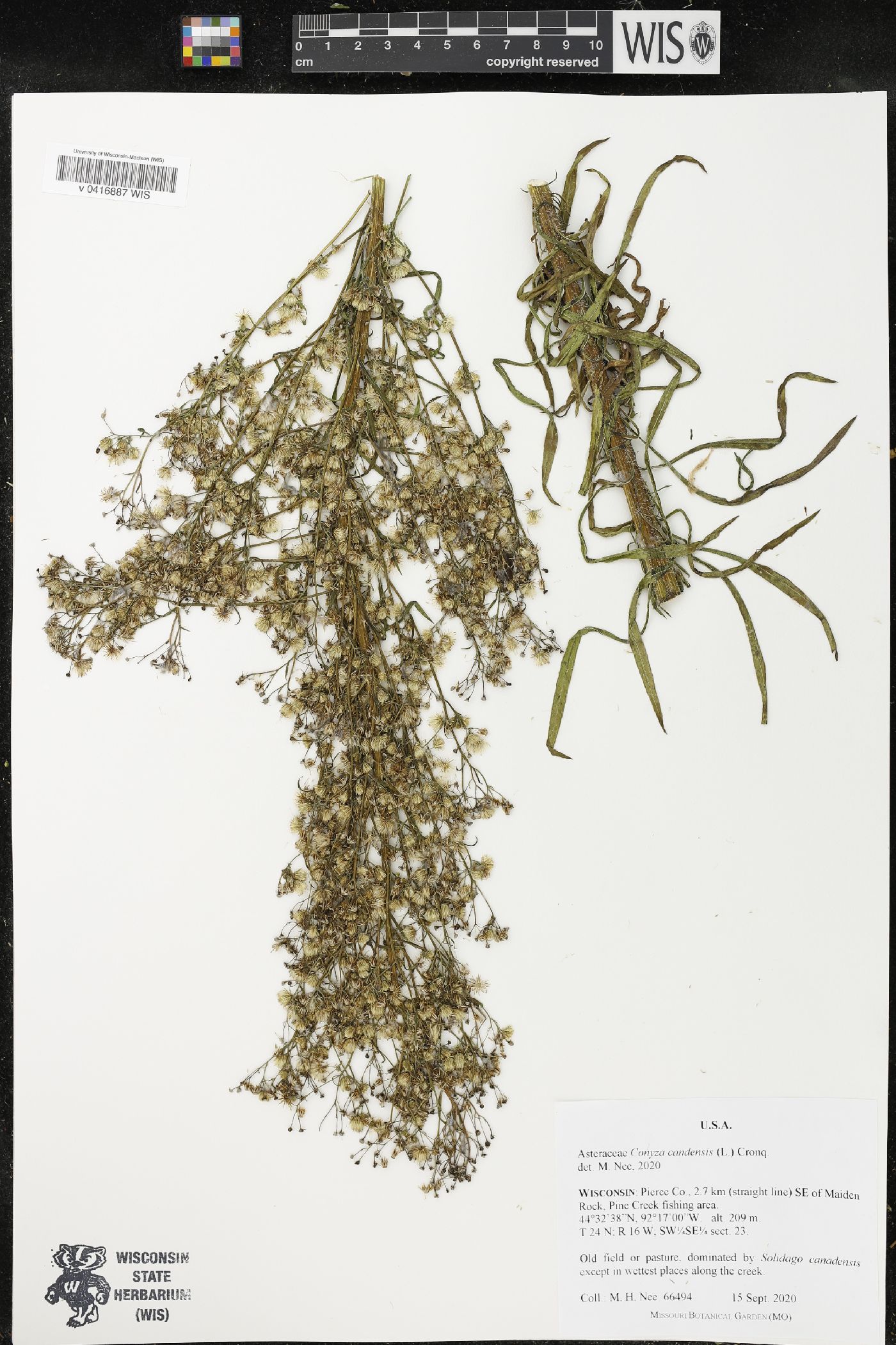 Conyza canadensis image