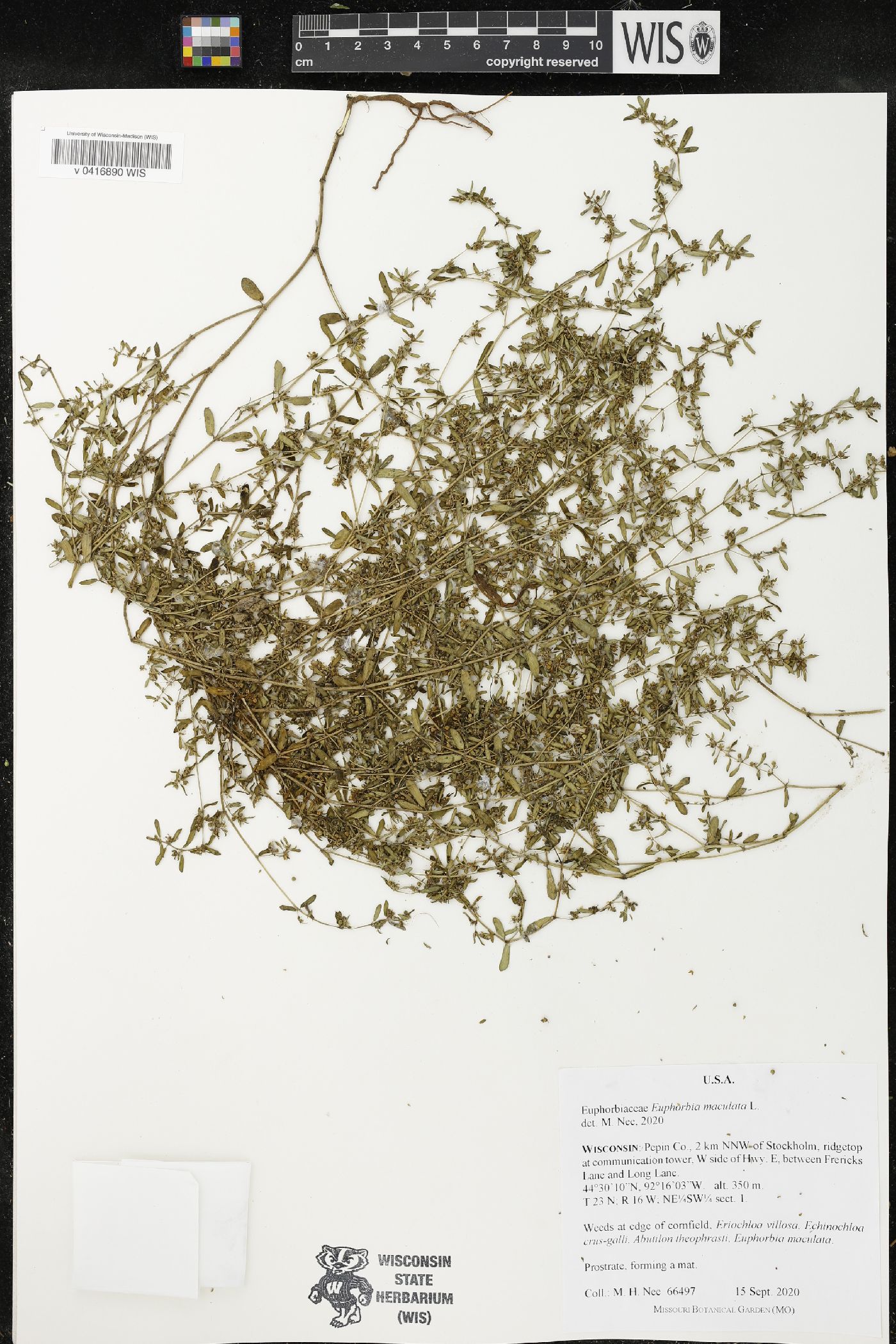 Euphorbia maculata image