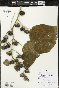 Abutilon theophrasti image