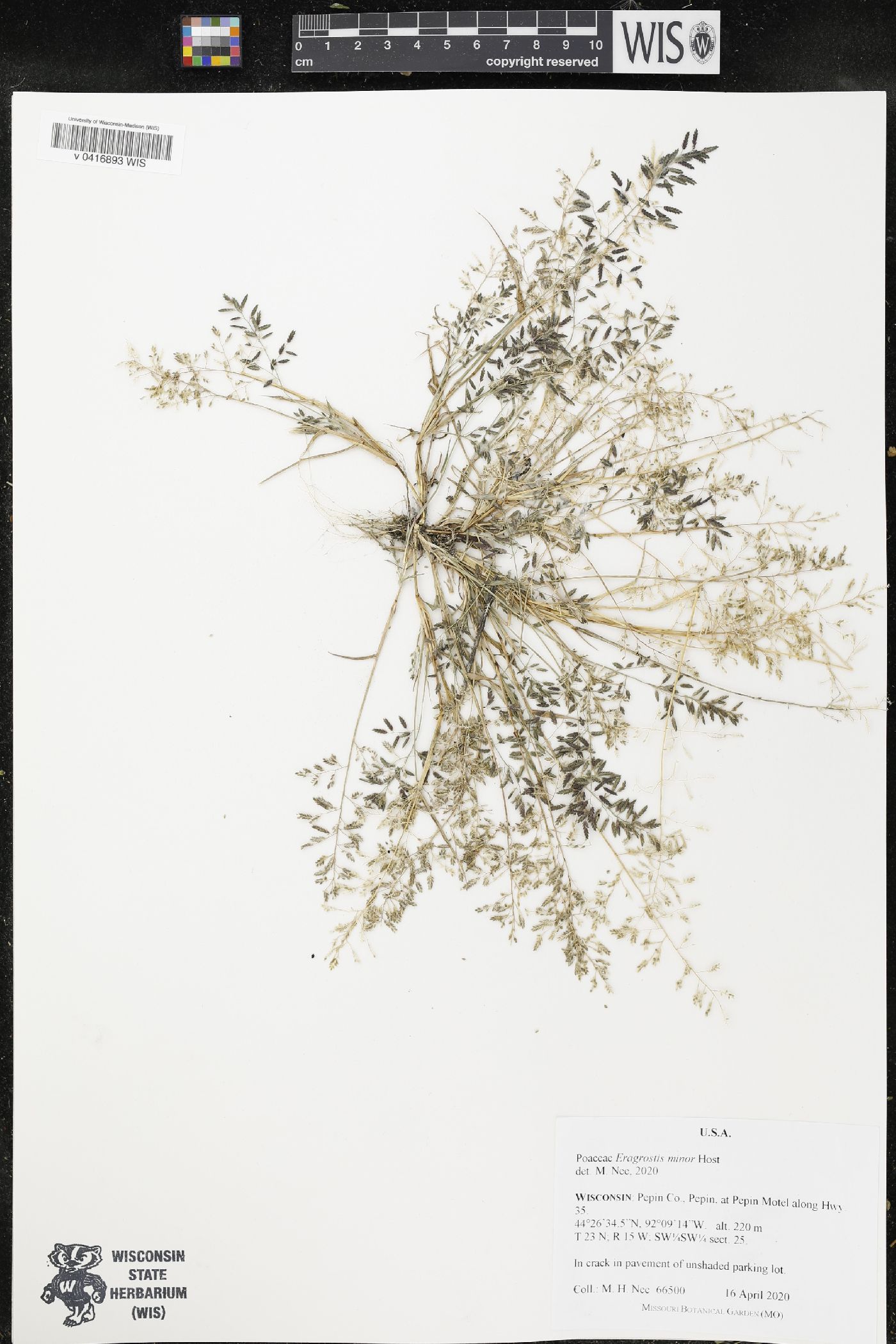 Eragrostis minor image