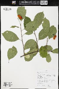 Celastrus scandens image