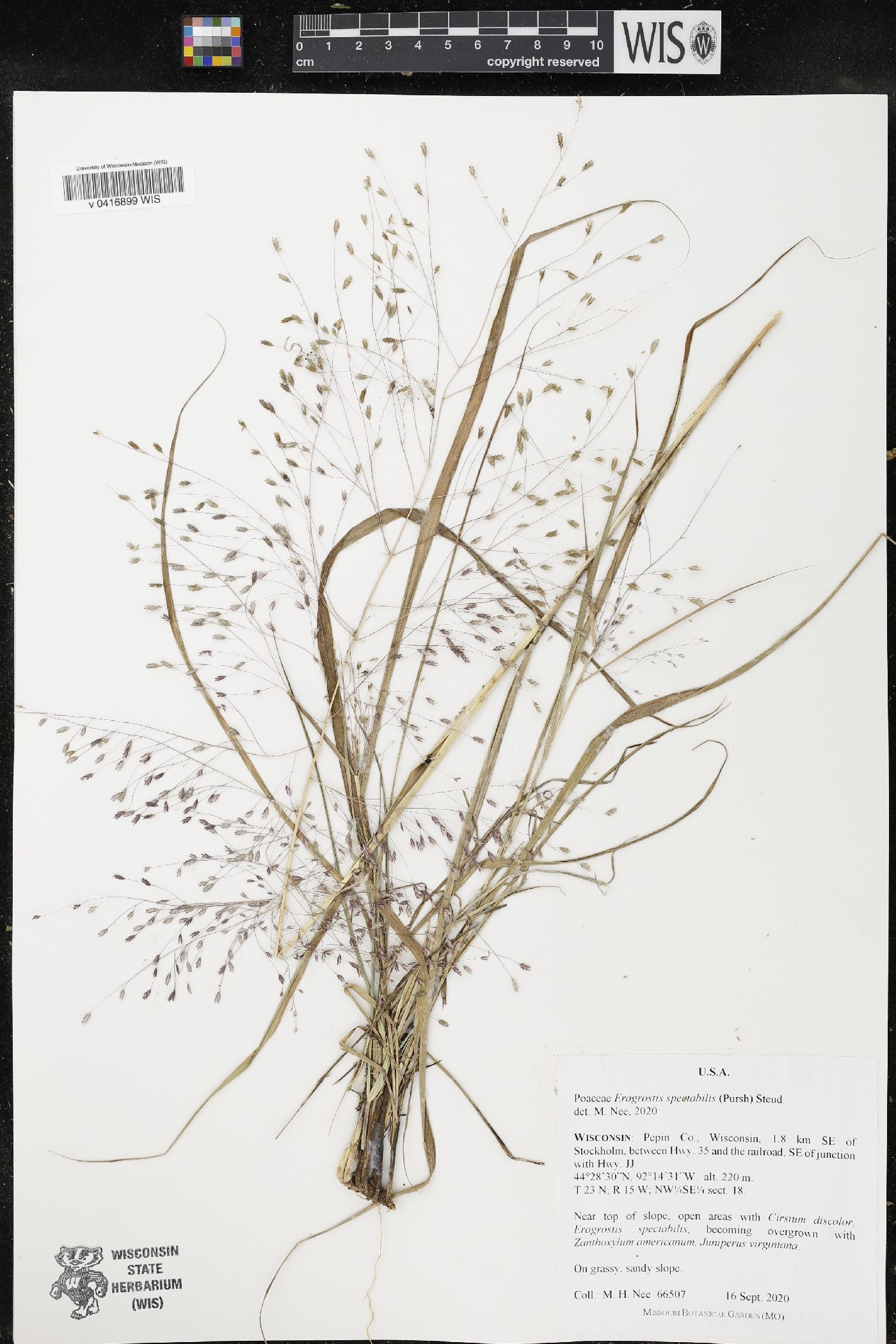 Eragrostis spectabilis image