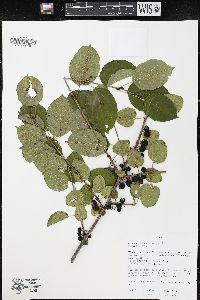 Rhamnus cathartica image