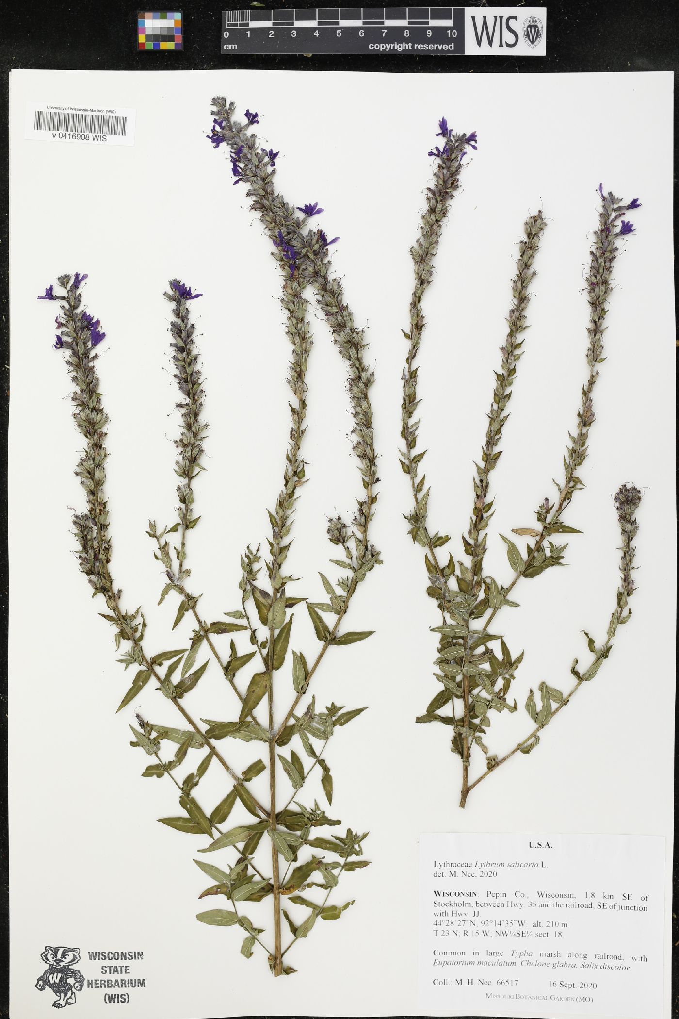 Lythrum salicaria image