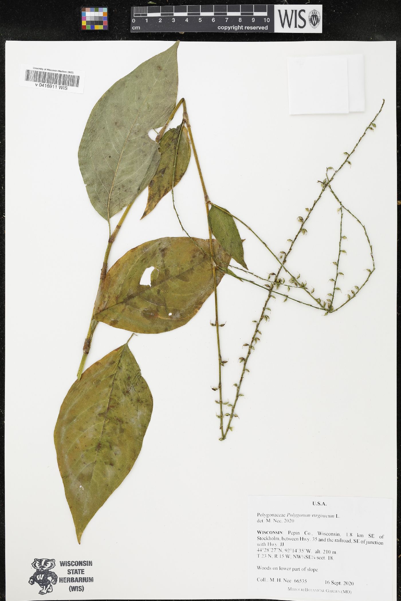 Persicaria virginiana image
