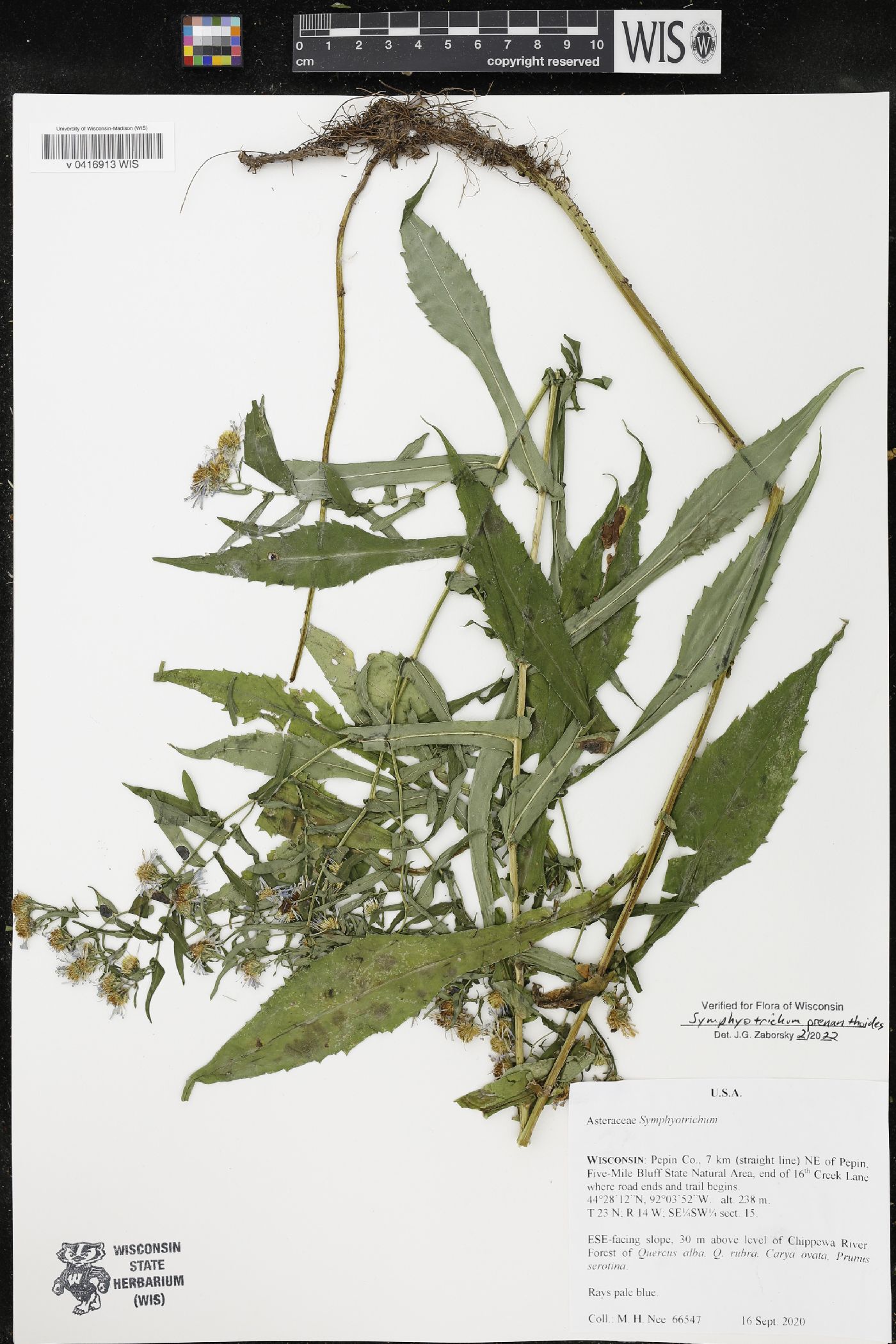 Symphyotrichum prenanthoides image