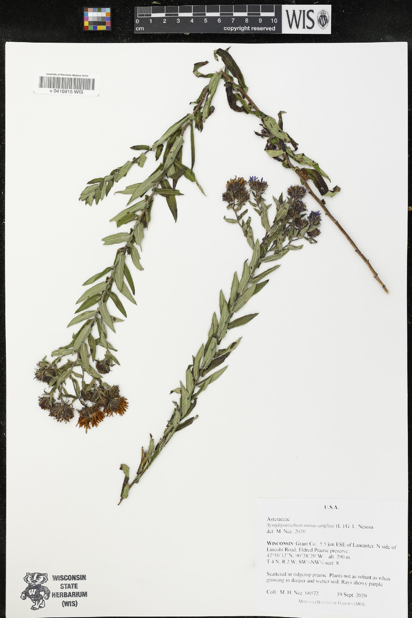 Symphyotrichum novae-angliae image