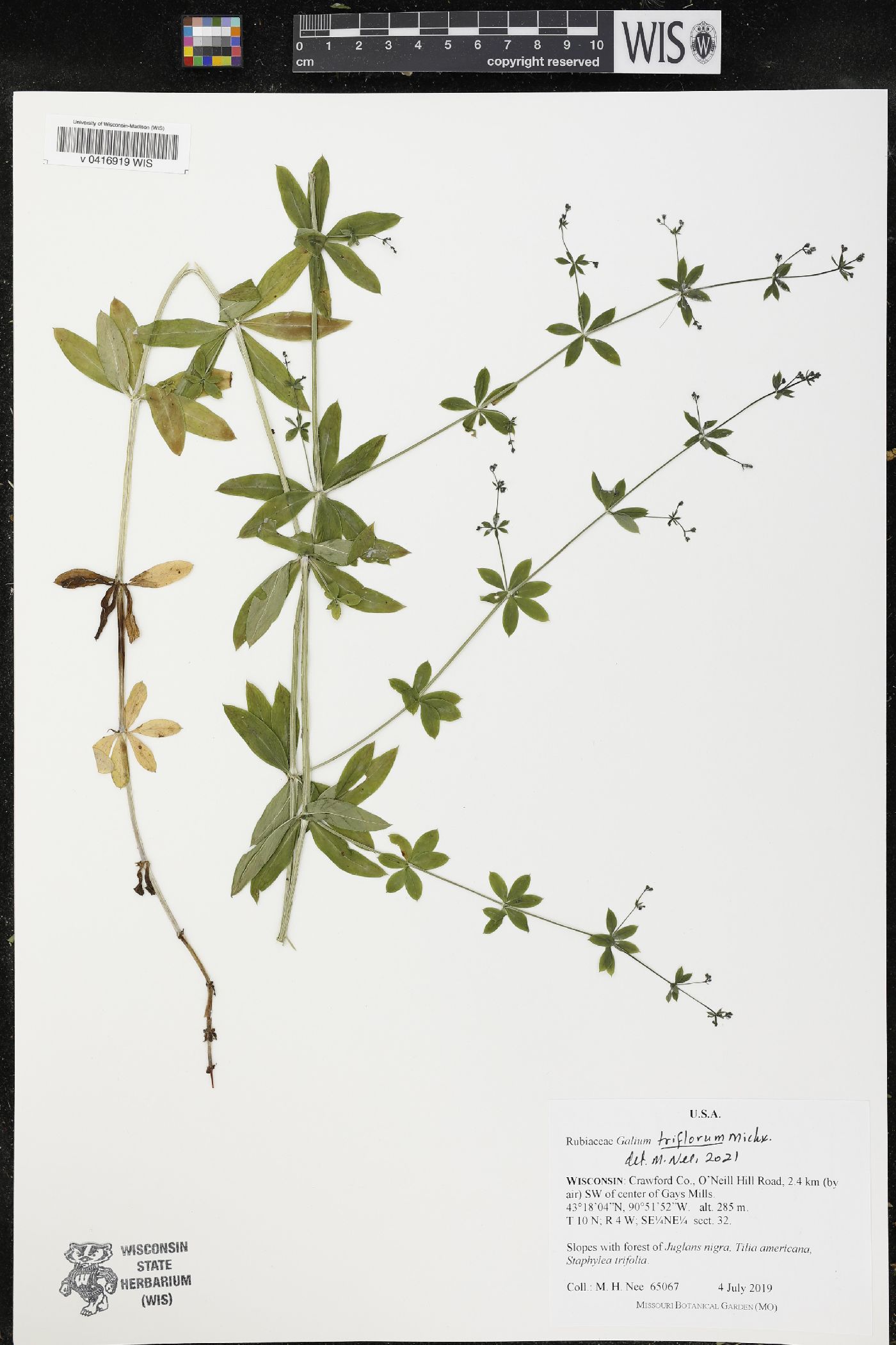 Galium triflorum image