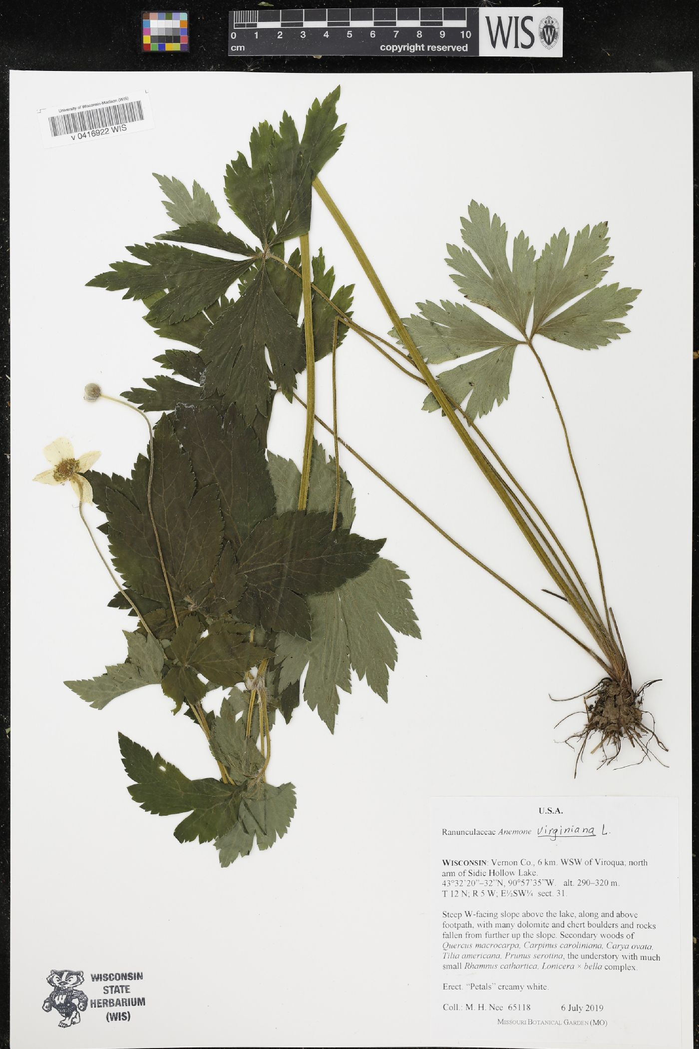 Anemone virginiana image