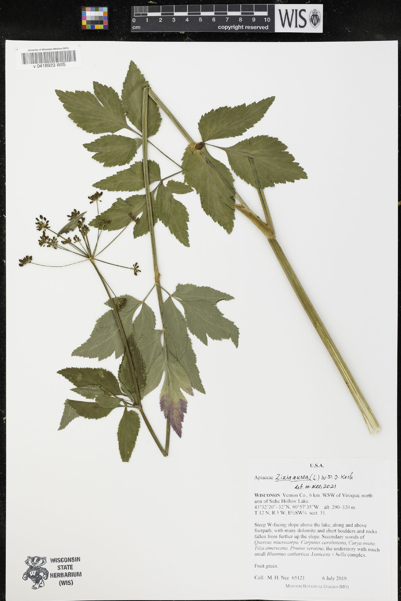 Zizia aurea image