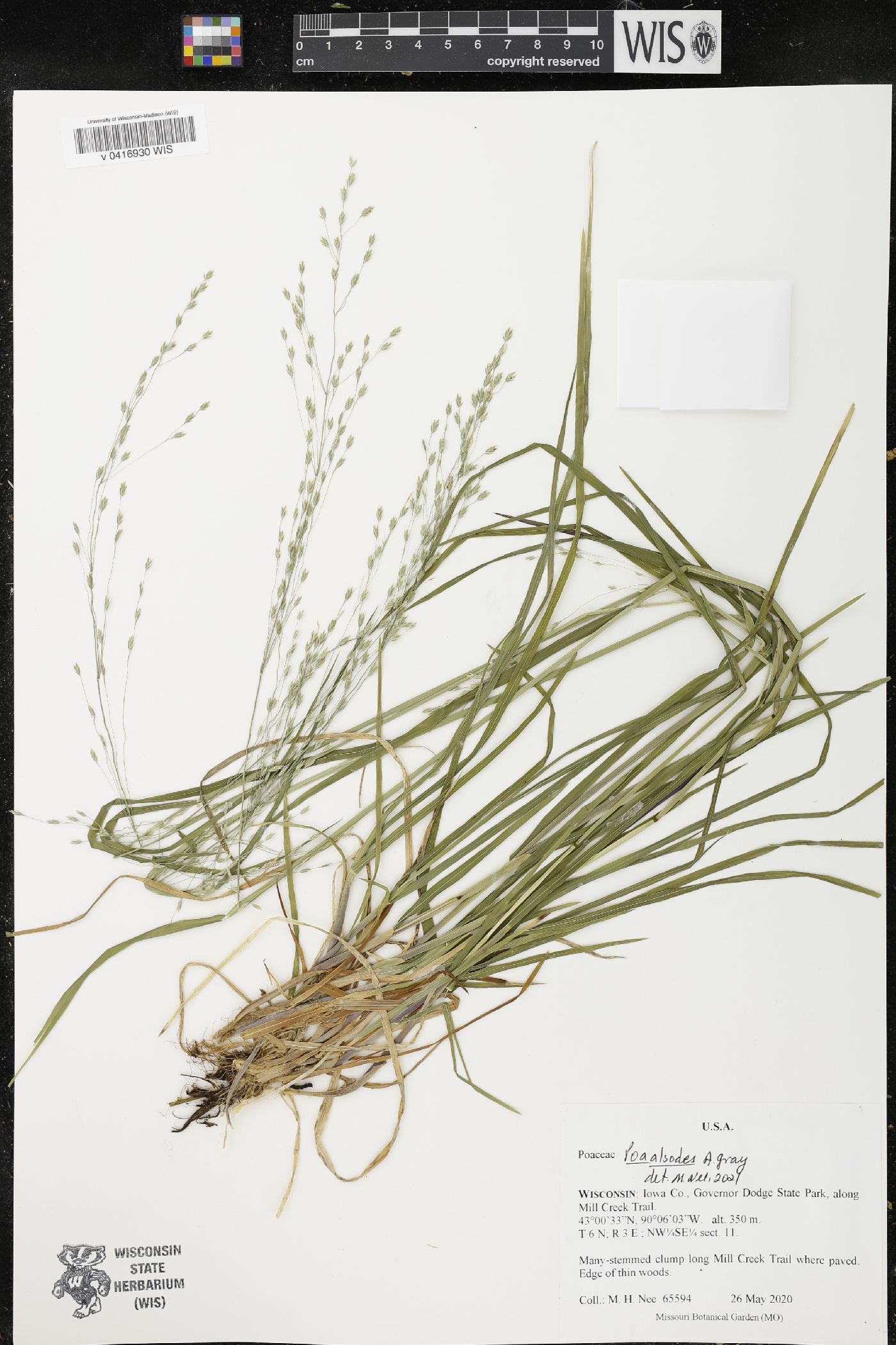 Poa alsodes image