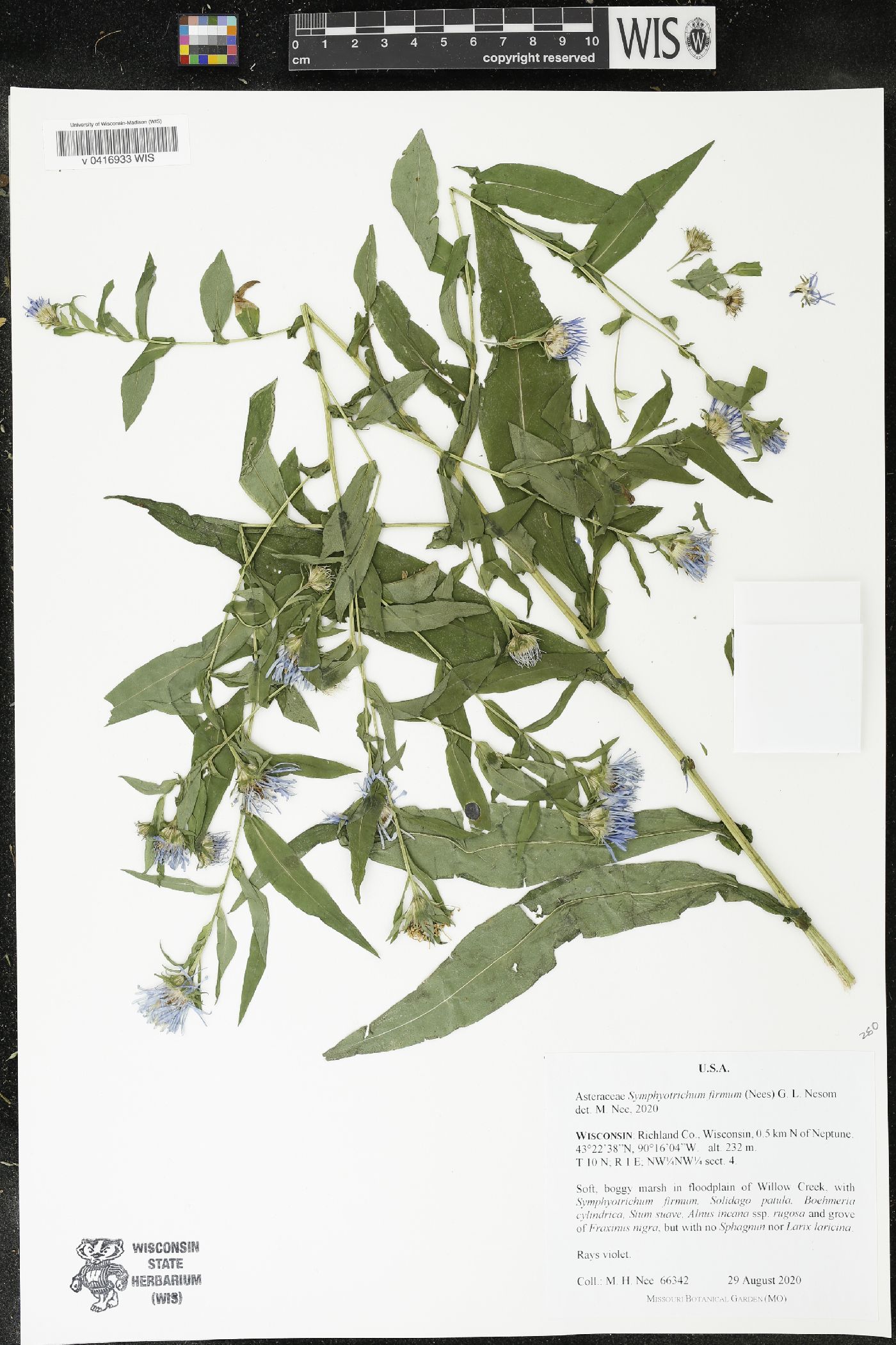 Symphyotrichum firmum image
