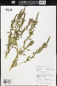 Amaranthus tuberculatus image