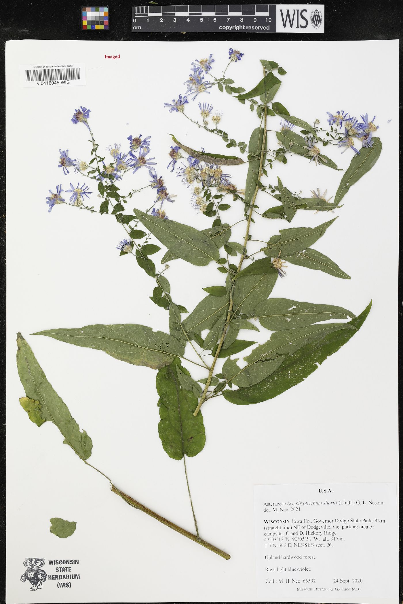 Symphyotrichum shortii image