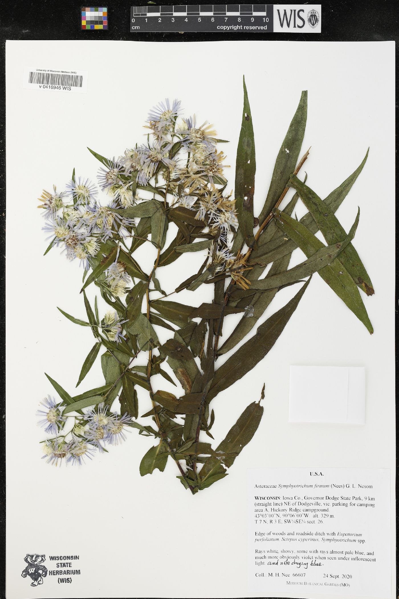 Symphyotrichum firmum image