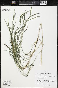 Muhlenbergia frondosa image