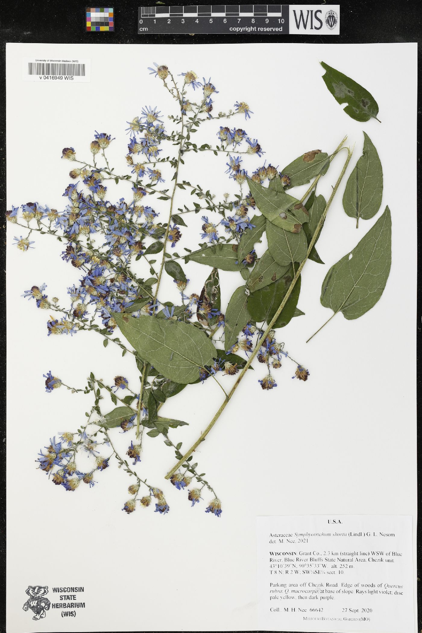 Symphyotrichum shortii image