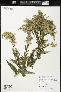 Image of Solidago canadensis var. hargeri