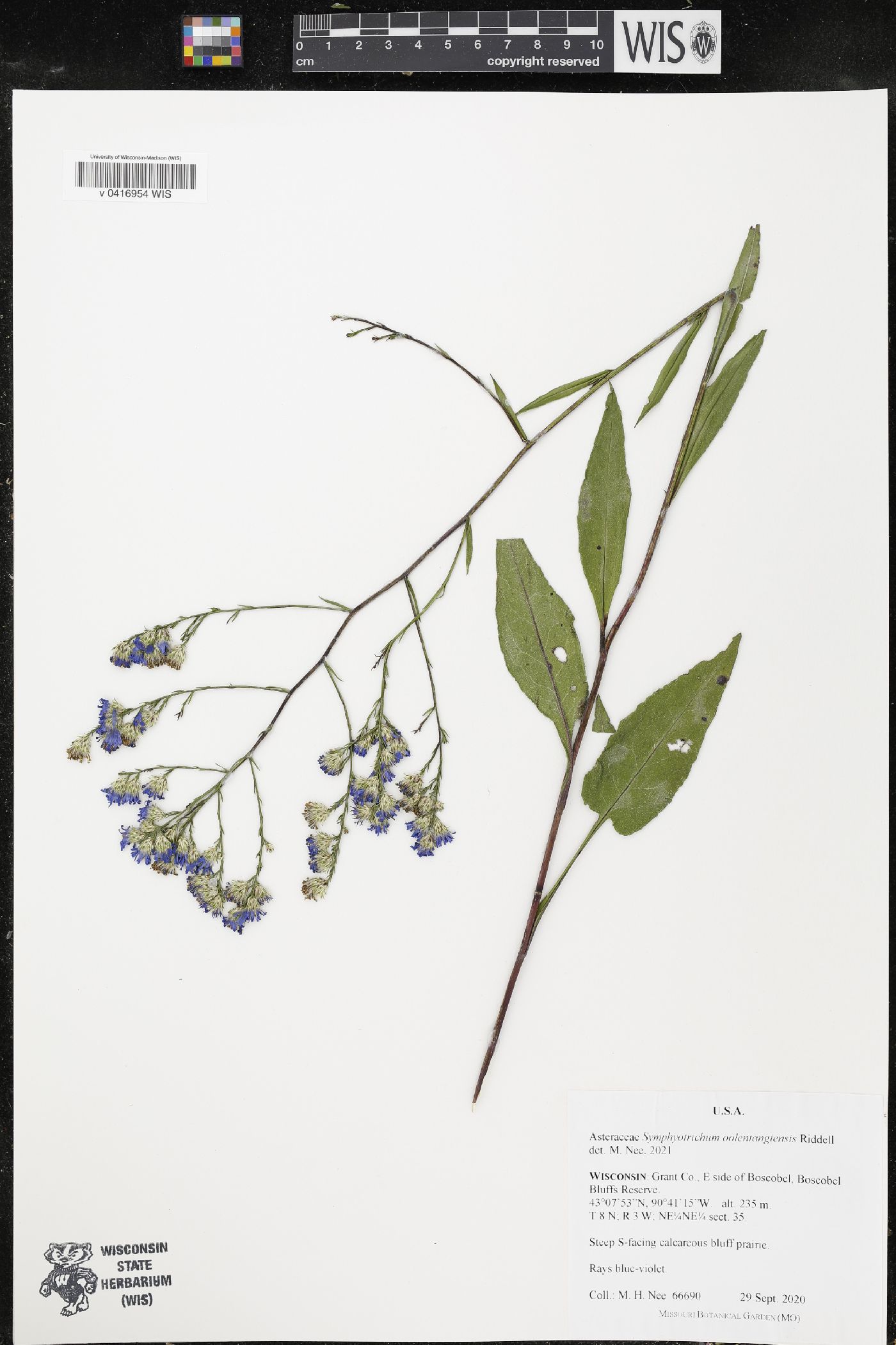 Symphyotrichum oolentangiense image