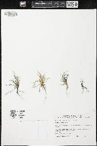 Navarretia involucrata image