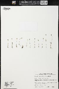 Cicendia quadrangularis image
