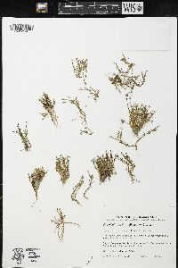 Downingia pusilla image