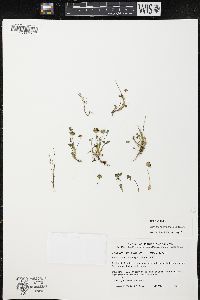 Trifolium physanthum image