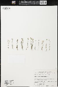 Cicendia quadrangularis image