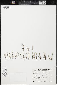 Plantago firma image