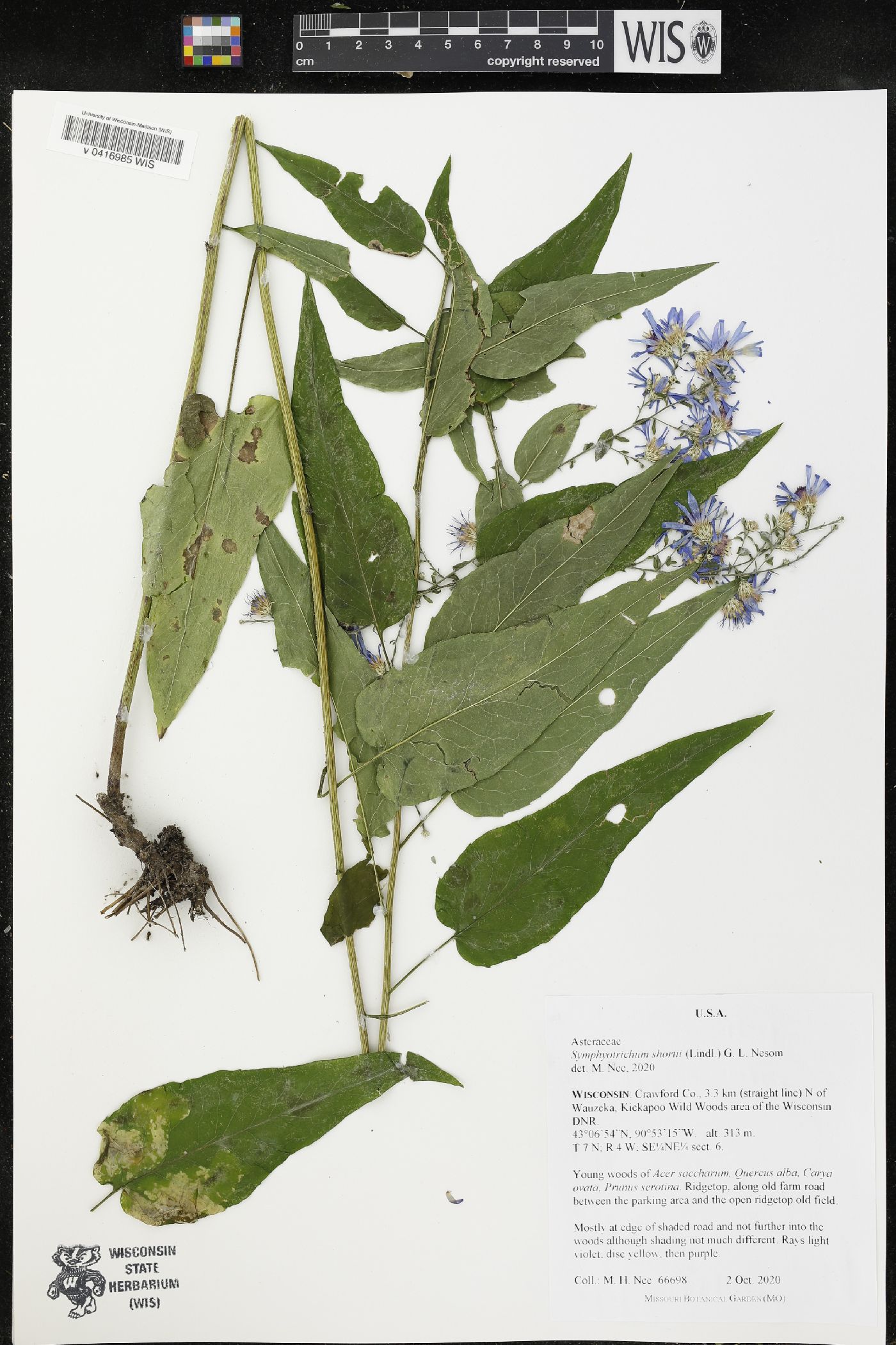 Symphyotrichum shortii image