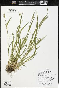 Carex grisea image