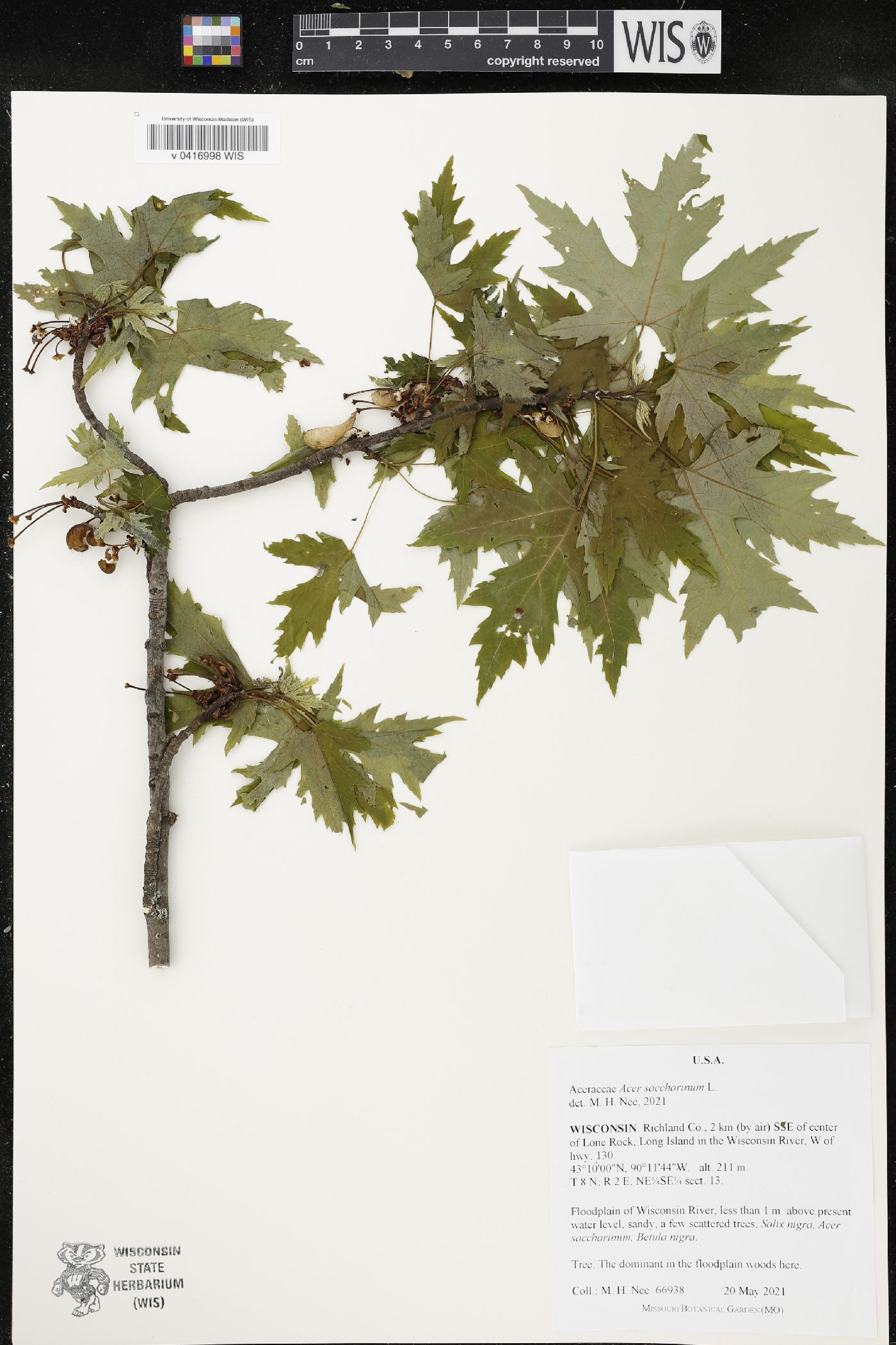 Acer saccharinum image