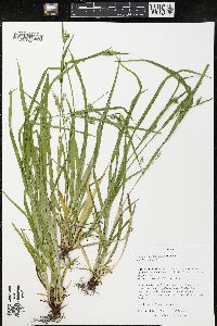 Carex grisea image