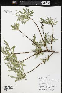 Salix alba image