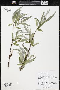 Salix alba image