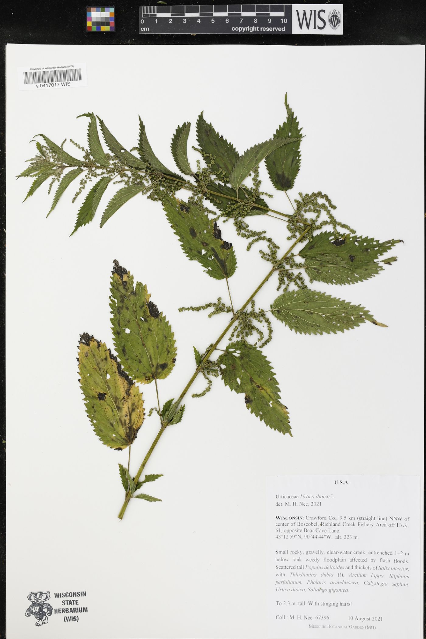 Urtica dioica image
