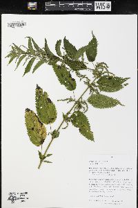 Urtica dioica image