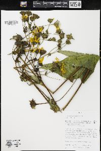 Silphium perfoliatum image