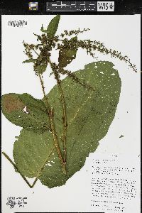Rumex obtusifolius image